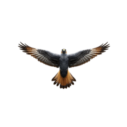 Peregrine Falcon