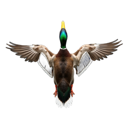 Mallard