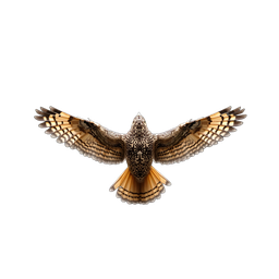 Eagle Owl