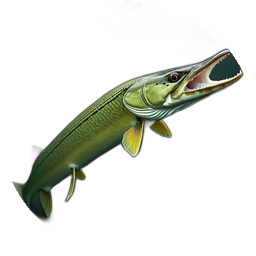 Pike