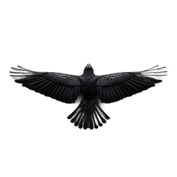 Raven
