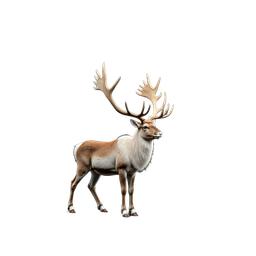 Reindeer
